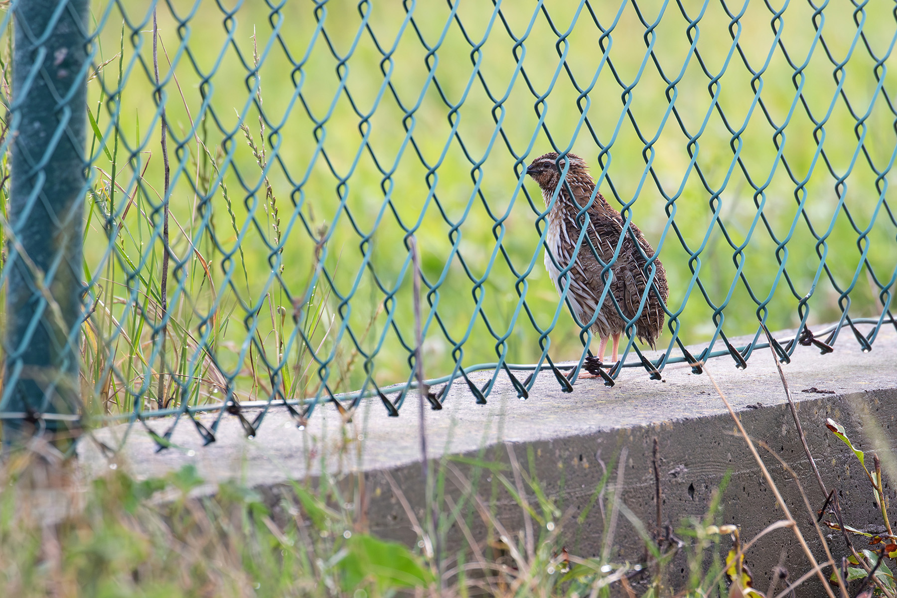 Common Quail (image by Diedert Koppenol)