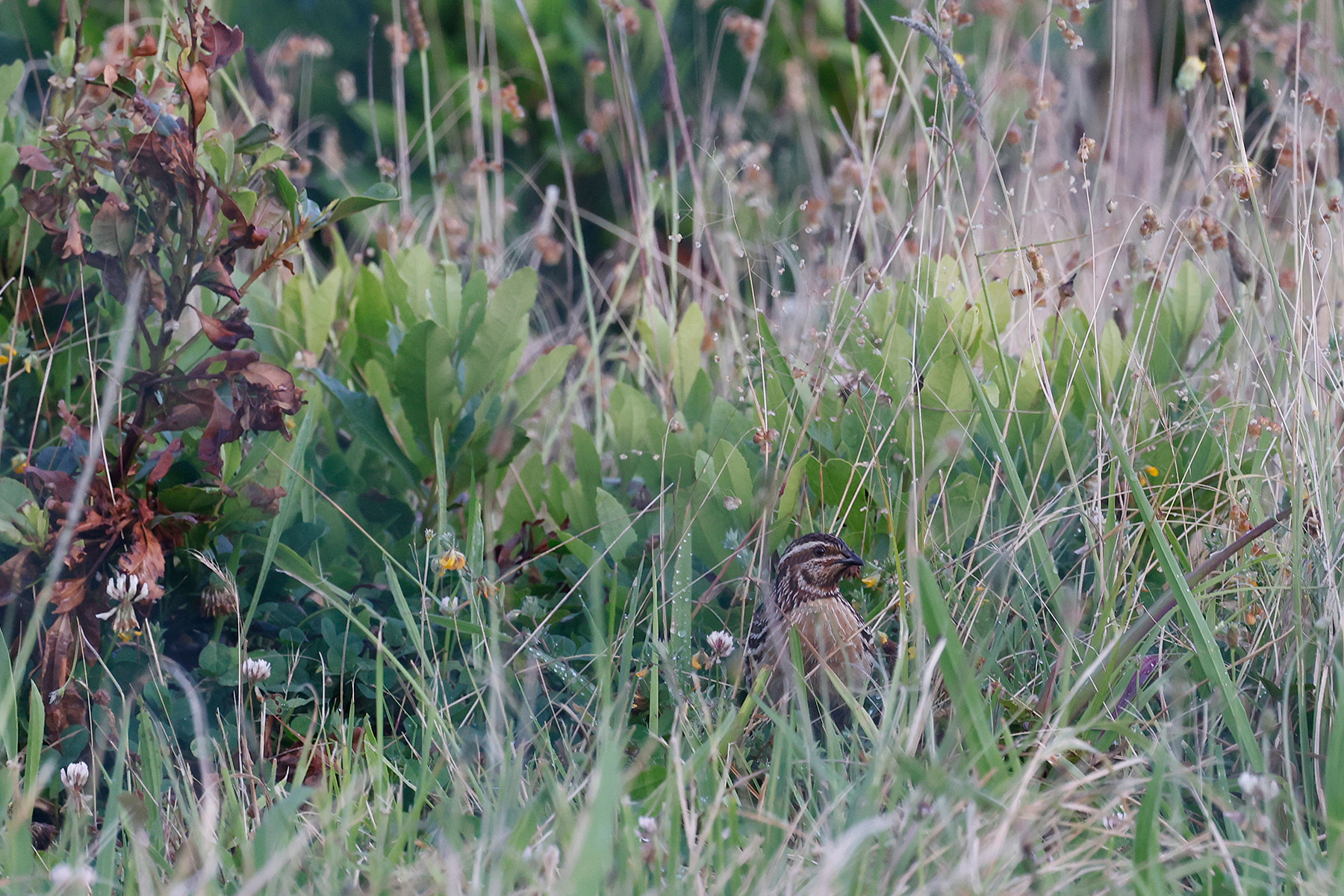 Common Quail (image by Werner Mueller)