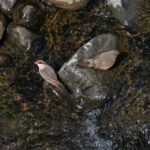Common Waxbill is one of the few birds that are introduced to the island (image by Diedert Koppenol)