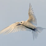 Common White Tern (image by Pete Morris)