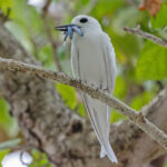 Common White Tern (image by Pete Morris)