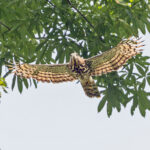 Congo Serpent Eagle (image by Pete Morris)