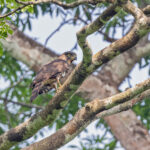 Congo Serpent Eagle (image by Pete Morris)