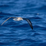 Cory's Shearwater (image by Diedert Koppenol)