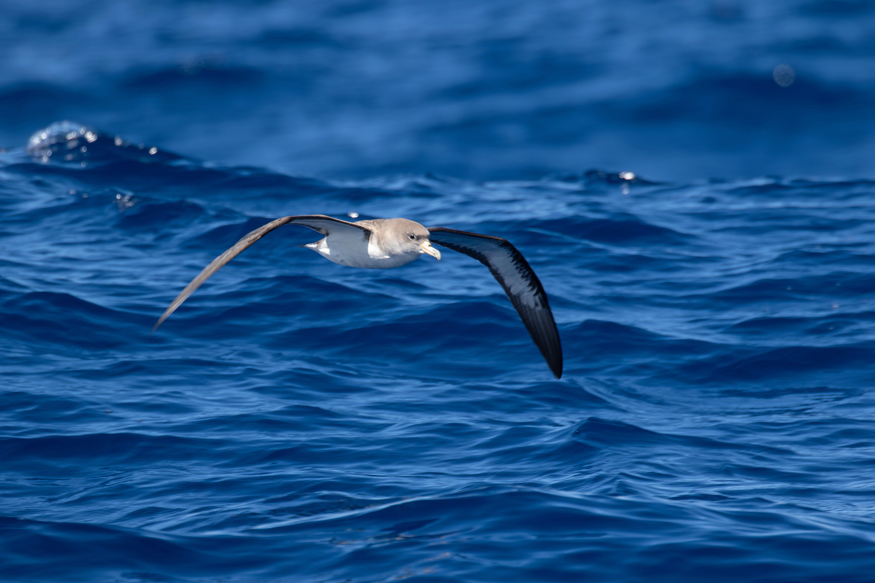 Cory's Shearwater (image by Diedert Koppenol)