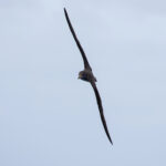 Cory's Shearwater is the most common bird in the waters surrounding (image by Diedert Koppenol)