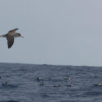 Cory's Shearwaters (image by Werner Mueller)