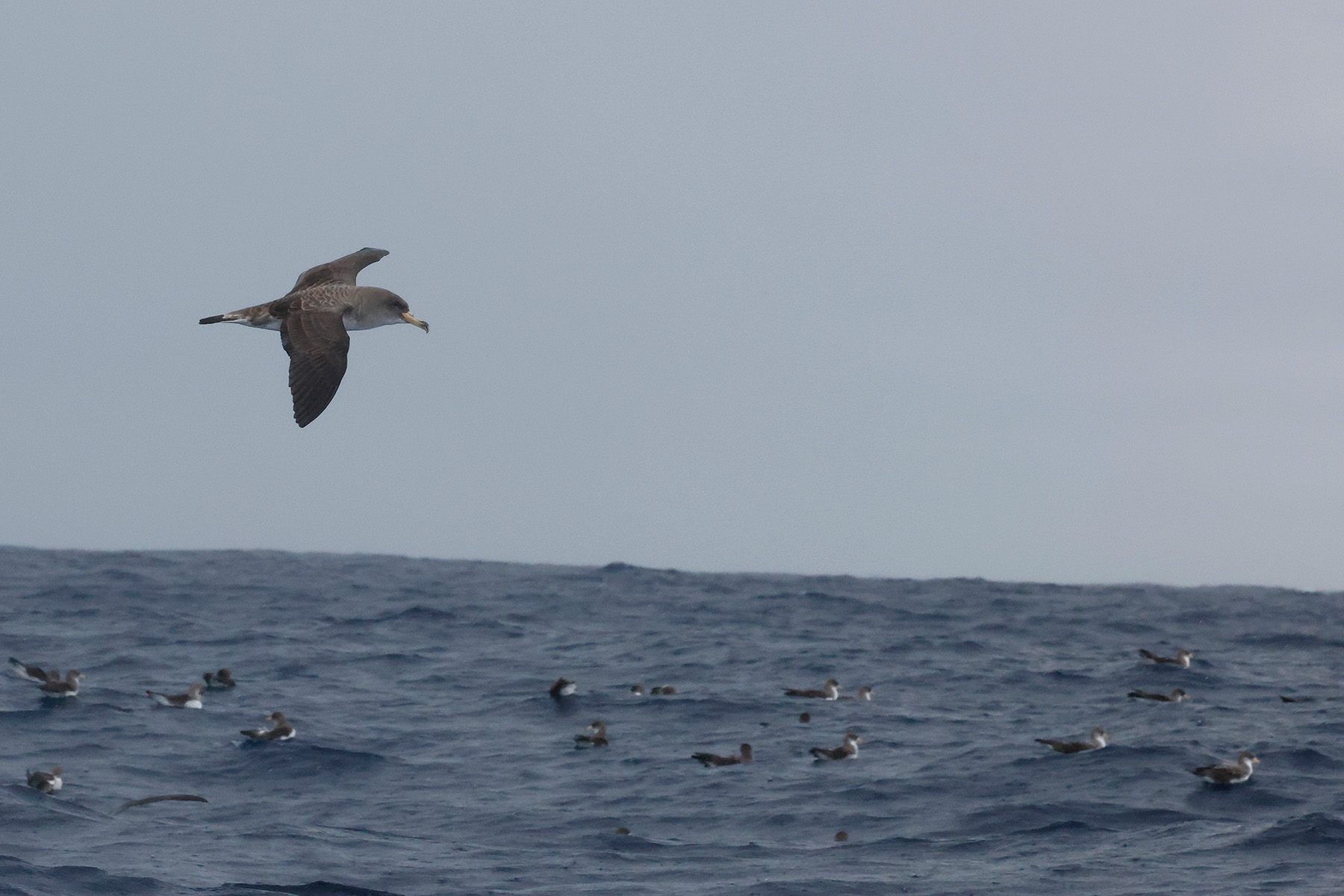 Cory's Shearwaters (image by Werner Mueller)