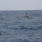 Cory's Shearwaters rafting on the Atlantic Ocean (image by Werner Mueller)