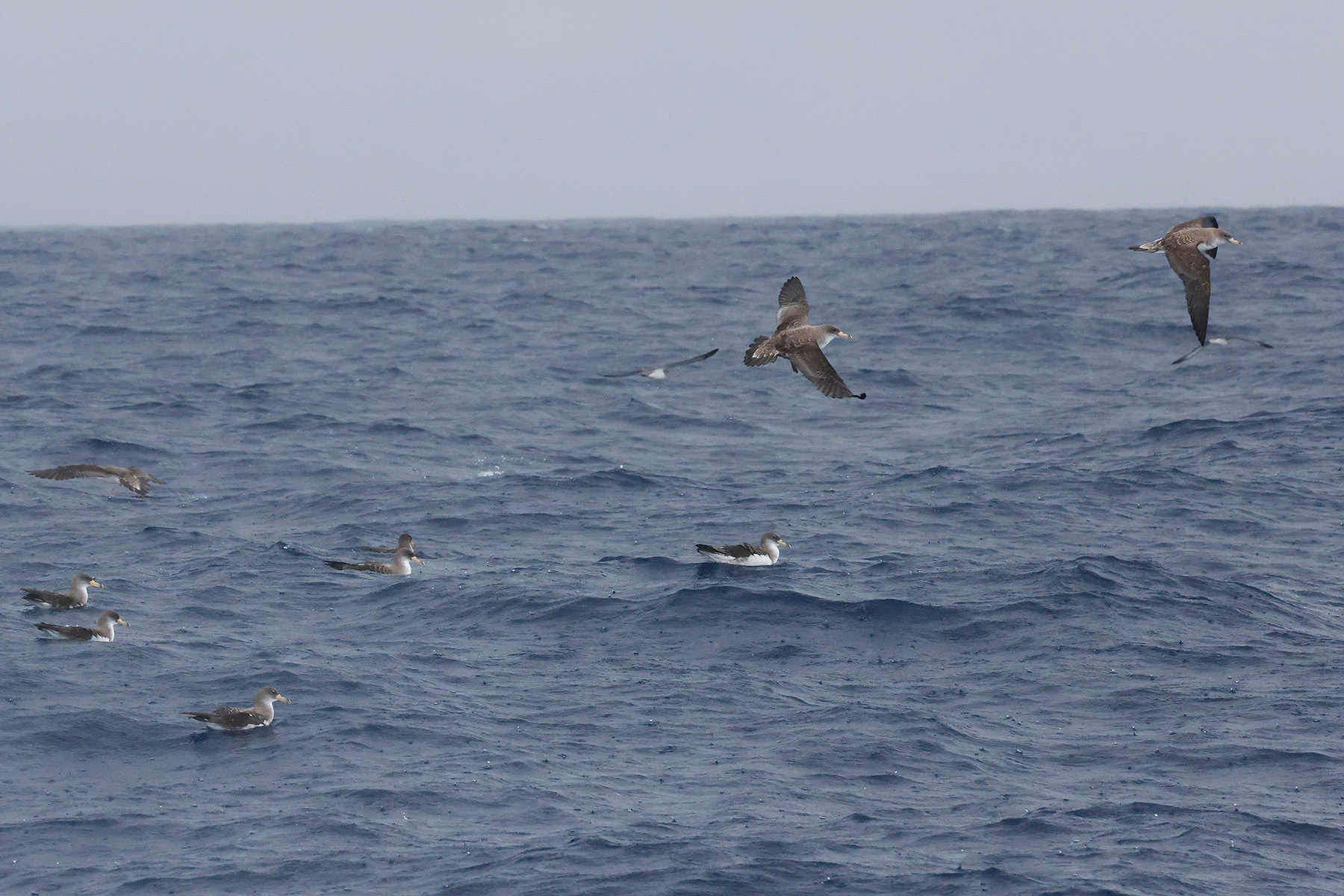 Cory's Shearwaters rafting on the Atlantic Ocean (image by Werner Mueller)