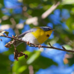 Crescent-chested Warbler (image by Leonardo Garrigues)