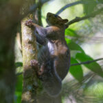 Deppe's Squirrel (image by Leonardo Garrigues)