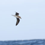 Desertas Petrel was a bit less common than expected but they were still making their way to the islands (image by Diedert Koppenol)