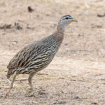 Double-spurred Francolin (image by Pete Morris)