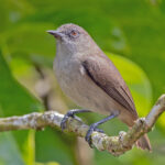 Dusky-brown White-eye (image by Pete Morris)