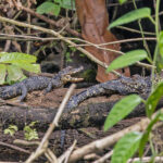 Dwarf Crocodiles (image by Pete Morris)
