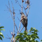 Dwarf Koel (image by Mark Van Beirs)