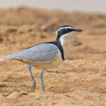 Egyptian Plover (image by Pete Morris)