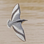 Egyptian Plover (image by Pete Morris)