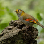 Emeishan Liocichla (image by Simon Mitchell)