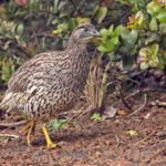 Erckel's Francolin (image by Pete Morris)
