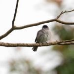 Eurasian Blackcap (image by Diedert Koppenol)