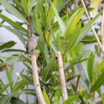 Eurasian Blackcap (image by Diedert Koppenol)