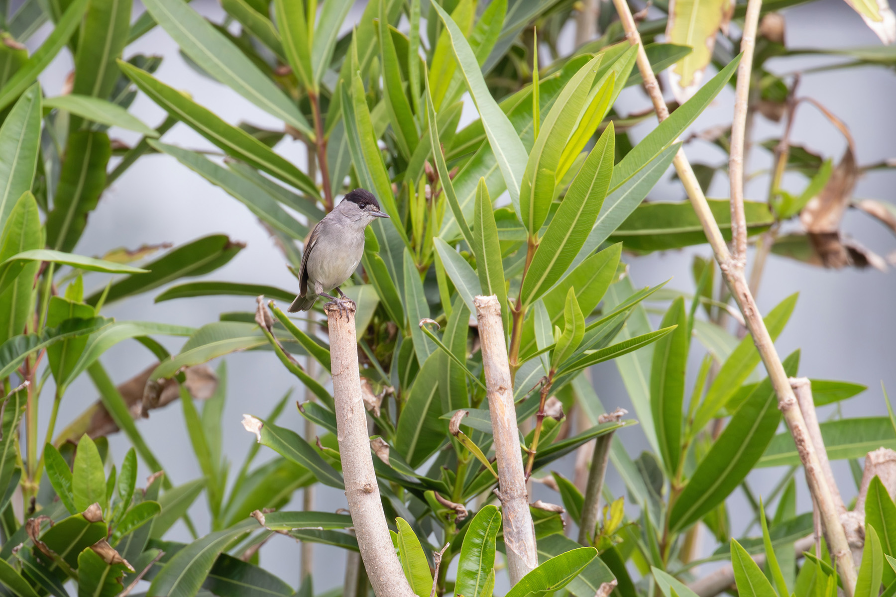 Eurasian Blackcap (image by Diedert Koppenol)