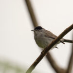 Eurasian Blackcap is one of the most common birds on the island and can be heard singing everywhere (image by Diedert Koppenol)