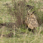 Eurasian Eagle-Owl (image by Simon Mitchell)