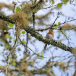European Robin (image by Diedert Koppenol)
