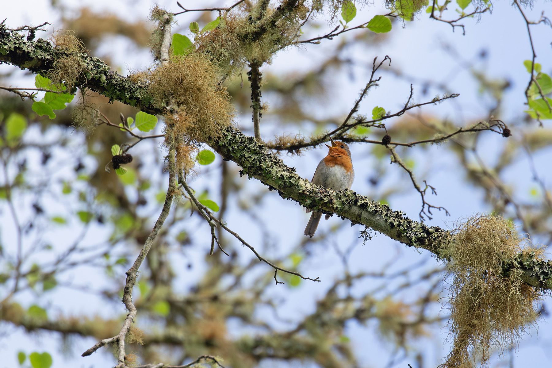European Robin (image by Diedert Koppenol)