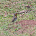 European Robin (image by Diedert Koppenol)