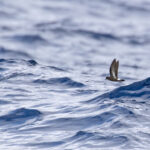 European Storm Petrel (image by Diedert Koppenol)