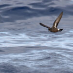 European Storm Petrels were nicely common during this tour (image by Diedert Koppenol)