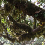 Some places in Madeira feel very Jurassic-like! (image by Diedert Koppenol)