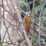 Fire-bellied Woodpecker (image by Pete Morris)