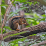 Fire-footed Rope Squirrel (image by Pete Morris)
