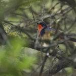 Firethroat (image by Simon Mitchell)
