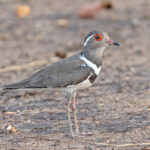 Forbes's Plover (image by Pete Morris)