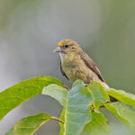 Forest Penduline Tit (image by Pete Morris)