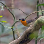 Forest Robin (image by Pete Morris)