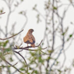 Fox Kestrel (image by Pete Morris)
