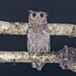 Fraser's Eagle-Owl (image by Pete Morris)