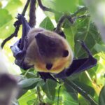 Fruit Bat sp on Tench (image by Mark Van Beirs)