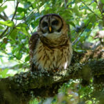 Fulvous Owl (image by Leonardo Garrigues)