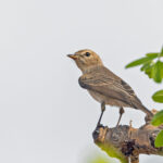 Gambaga Flycatcher (image by Pete Morris)