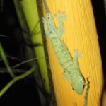 Gecko sp on Manus (image by Mark Van Beirs)
