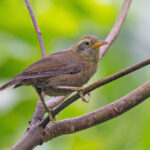 Giant White-eye (image by Pete Morris)