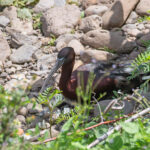 A lost Glossy Ibis has set up in Machico (image by Diedert Koppenol)